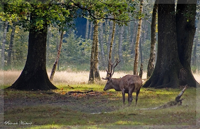 Animaux (1).jpg