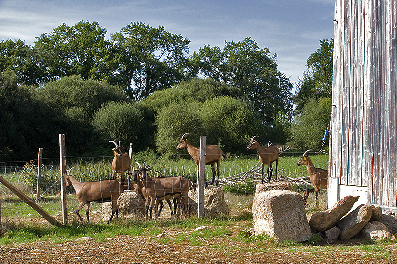 Animaux(12).jpg