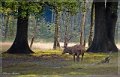 Animaux (1)