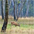 Animaux (2)