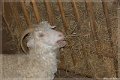 Animaux (3)