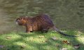 Animaux 