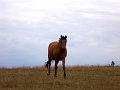 Animaux(11)