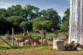 Animaux(12)