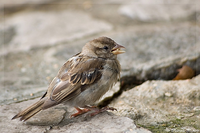 Oiseau (2).jpg