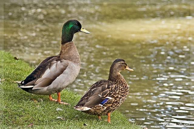Oiseau (6).jpg