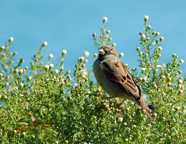 Oiseau.JPG