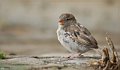 Oiseau (1)