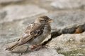 Oiseau (2)