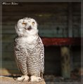 Oiseau (4)