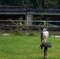 Oiseau (5)