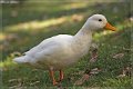 Oiseau (7)