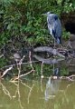 Oiseau (9)